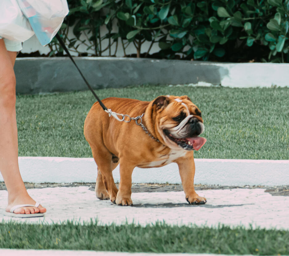 A bull dog on a walk