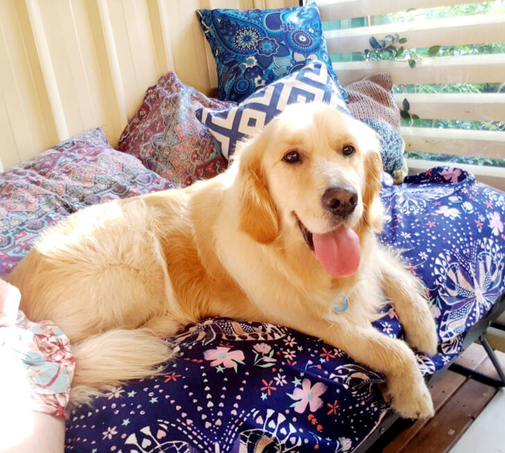 Price list for Private Dog Walks