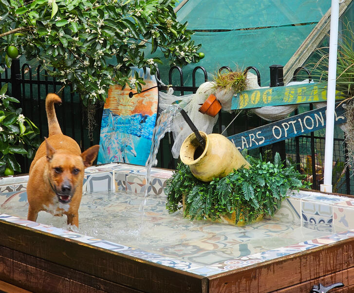 Price list for Private Dog Walks