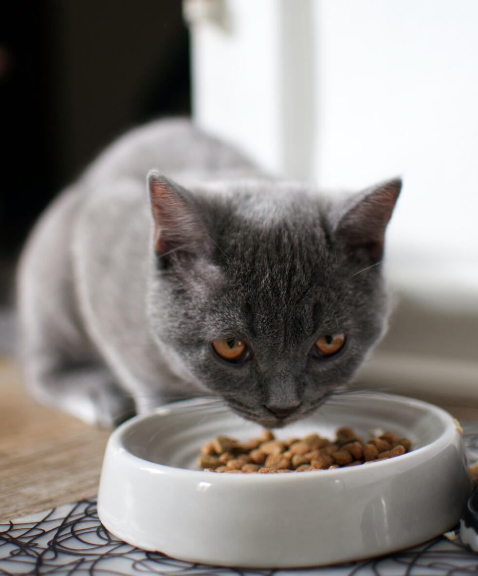 House visit cat eating biscuits